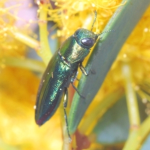 Melobasis obscurella at Molonglo Valley, ACT - 27 Sep 2021