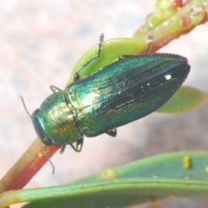 Melobasis obscurella at Molonglo Valley, ACT - 27 Sep 2021