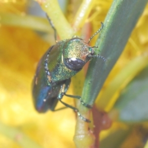 Melobasis obscurella at Molonglo Valley, ACT - 27 Sep 2021