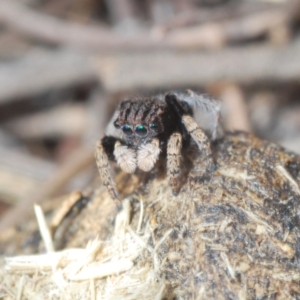 Maratus vespertilio at O'Connor, ACT - suppressed