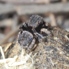 Maratus vespertilio at O'Connor, ACT - suppressed