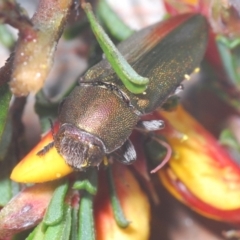 Melobasis propinqua at Kowen, ACT - 30 Sep 2021 08:27 PM