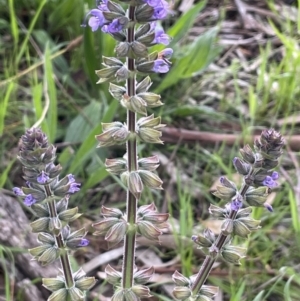 Salvia verbenaca var. verbenaca at Hackett, ACT - 1 Oct 2021 01:12 PM