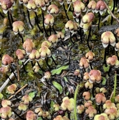 Asterella drummondii (A thallose liverwort) at Mount Majura - 1 Oct 2021 by JaneR