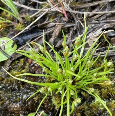 Isolepis cernua (Slender Clubrush) at Mount Majura - 1 Oct 2021 by JaneR