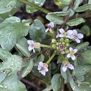 Rorippa nasturtium-aquaticum at Hackett, ACT - 1 Oct 2021