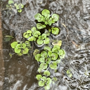 Rorippa nasturtium-aquaticum at Hackett, ACT - 1 Oct 2021