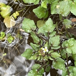 Rorippa nasturtium-aquaticum at Hackett, ACT - 1 Oct 2021