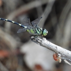 Ictinogomphus australis (Australian Tiger) at Cranbrook, QLD - 2 Jan 2020 by TerryS