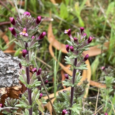 Parentucellia latifolia (Red Bartsia) at Watson, ACT - 1 Oct 2021 by JaneR