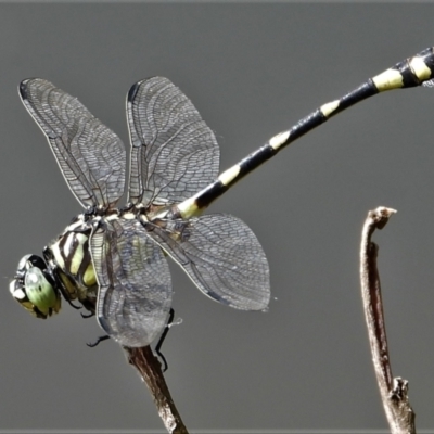 Unidentified Dragonfly (Anisoptera) at Cranbrook, QLD - 7 Mar 2020 by TerryS