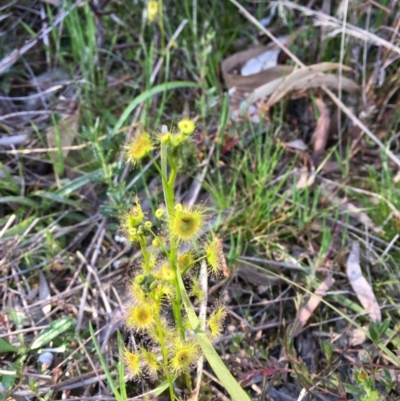 Drosera sp. (A Sundew) at Downer, ACT - 28 Sep 2021 by rosiecooney