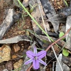 Thysanotus patersonii (Twining Fringe Lily) at Hackett, ACT - 1 Oct 2021 by JaneR