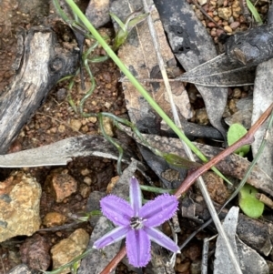 Thysanotus patersonii at Hackett, ACT - 1 Oct 2021 01:37 PM