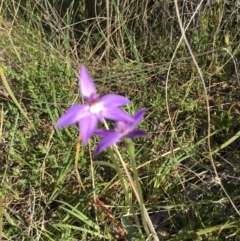 Glossodia major (Wax Lip Orchid) at Hackett, ACT - 28 Sep 2021 by rosiecooney