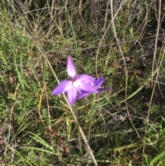 Glossodia major at Hackett, ACT - suppressed