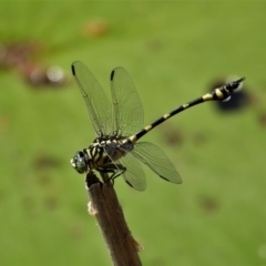 Unidentified Dragonfly (Anisoptera) at Cranbrook, QLD - 11 Nov 2019 by TerryS