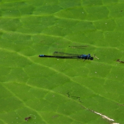 Pseudagrion microcephalum (Blue Riverdamsel) at Cranbrook, QLD - 20 Aug 2019 by TerryS