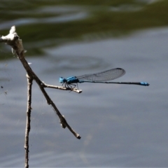 Pseudagrion microcephalum at Cranbrook, QLD - 4 Oct 2019 by TerryS