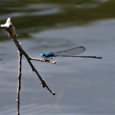 Pseudagrion microcephalum at Cranbrook, QLD - 4 Oct 2019 by TerryS