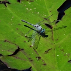 Unidentified Dragonfly (Anisoptera) at Cranbrook, QLD - 5 Oct 2019 by TerryS