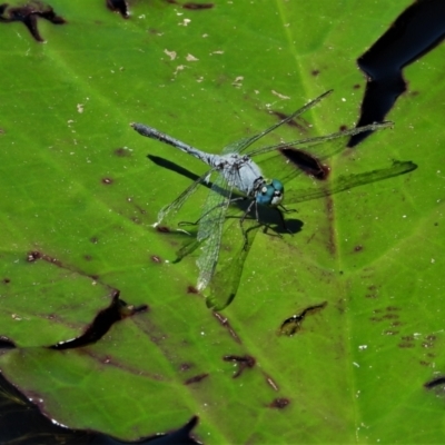 Unidentified Dragonfly (Anisoptera) at Cranbrook, QLD - 5 Oct 2019 by TerryS