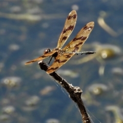 Rhyothemis graphiptera at Cranbrook, QLD - 20 Oct 2019 by TerryS