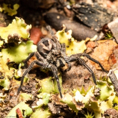 Venatrix pictiventris (Four-spotted Huntress) at Molonglo Valley, ACT - 1 Oct 2021 by Roger