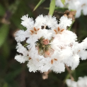 Leucopogon virgatus at Farrer, ACT - 27 Sep 2021 11:48 AM