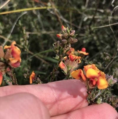 Dillwynia sericea (Egg And Bacon Peas) at Farrer Ridge - 27 Sep 2021 by Tapirlord