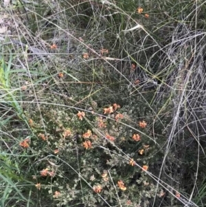 Dillwynia sericea at Farrer, ACT - 27 Sep 2021