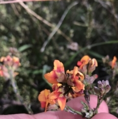 Dillwynia sericea at Farrer, ACT - 27 Sep 2021