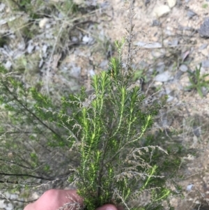 Cassinia sifton at Farrer, ACT - 27 Sep 2021 11:34 AM