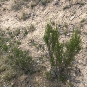 Cassinia sifton at Farrer, ACT - 27 Sep 2021 11:34 AM