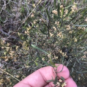 Dodonaea viscosa subsp. angustissima at Farrer, ACT - 27 Sep 2021