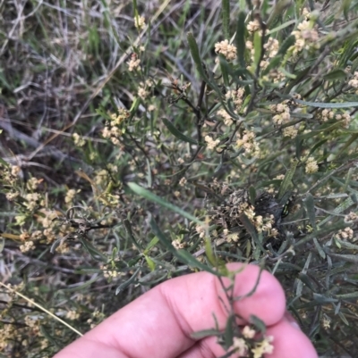 Dodonaea viscosa subsp. angustissima (Hop Bush) at Farrer, ACT - 27 Sep 2021 by Tapirlord