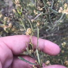 Dodonaea viscosa subsp. angustissima at Farrer, ACT - 27 Sep 2021