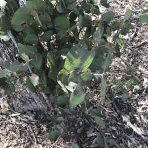 Eucalyptus dives at Farrer, ACT - 27 Sep 2021 11:22 AM