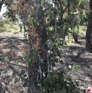 Eucalyptus dives at Farrer, ACT - 27 Sep 2021 11:22 AM