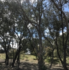 Eucalyptus dives at Farrer, ACT - 27 Sep 2021