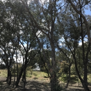 Eucalyptus dives at Farrer, ACT - 27 Sep 2021