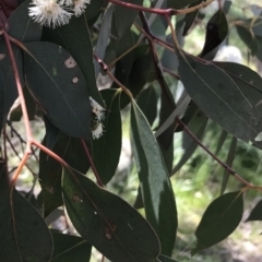 Eucalyptus dives at Farrer, ACT - 27 Sep 2021 11:20 AM