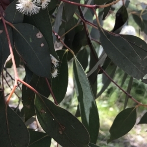 Eucalyptus dives at Farrer, ACT - 27 Sep 2021 11:20 AM