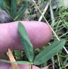 Trifolium arvense (Haresfoot Clover) at Farrer, ACT - 27 Sep 2021 by Tapirlord