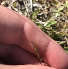 Bromus sp. at Tuggeranong DC, ACT - 27 Sep 2021