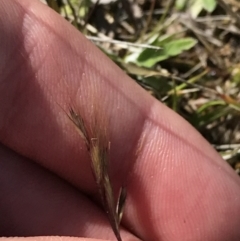 Bromus sp. at Tuggeranong DC, ACT - 27 Sep 2021 09:43 AM