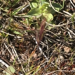 Bromus sp. at Tuggeranong DC, ACT - 27 Sep 2021