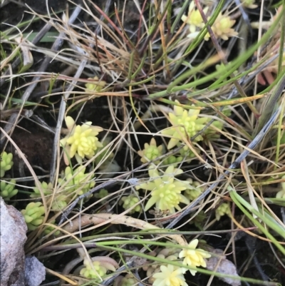 Sedum sp. (A Stonecrop) at Fadden, ACT - 26 Sep 2021 by Tapirlord