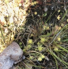 Sedum sp. at Fadden, ACT - 27 Sep 2021 09:43 AM