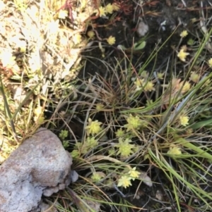 Sedum sp. at Fadden, ACT - 27 Sep 2021 09:43 AM